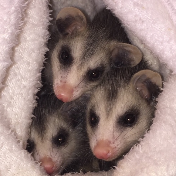 Meet your Posher, Maria - Picture 4 of 8